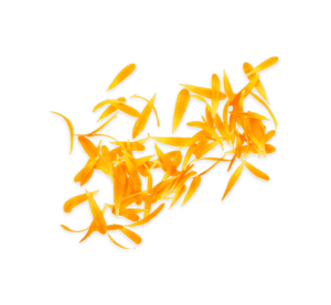 Calendula