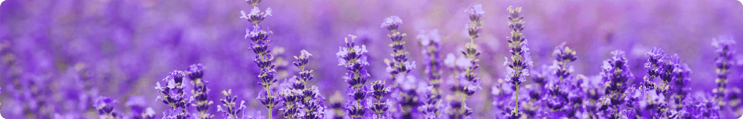 Lavender Line Bg