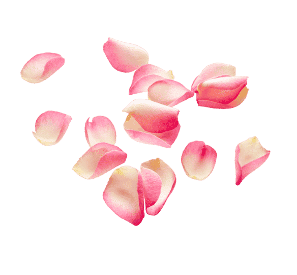 Rose Petal