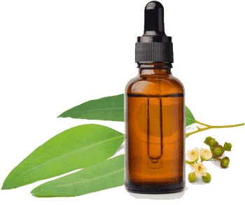 Eucalyptus oil