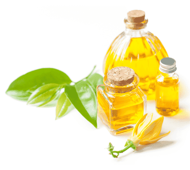 ylang ylang oil