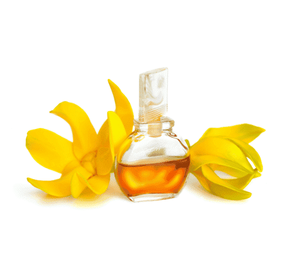 ylang ylang oil